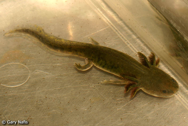 water salamander water salamanders water salamander water salamanders