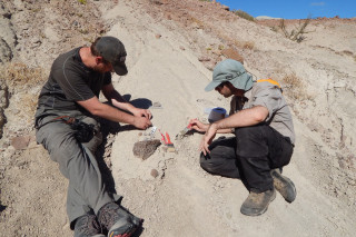 Randy Irmis and Lean dro Gaetano excavate a fossil in the field. 