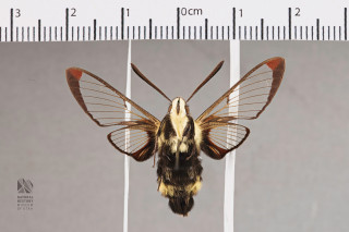 A close up photo of a Clearwing Moth