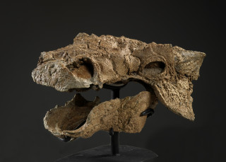 The fossilized skull of the ankylosaur Zuul