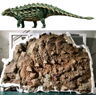 A diptych of an illustration of Zuul and a photograph of the fossilized armor. 