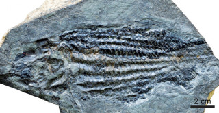 Fossil of a Triassic ray-finned fish 