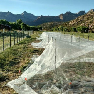 Nets covering experimental corn plots to protect them from grasshoppers.