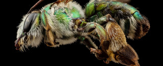A close up photos of Ctenocolletes smaragdinus (green burrowing bee)