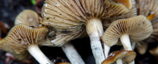 Close up photo of fungi
