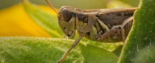 A grasshopper. 