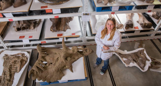 A paleontologist stands next to large fossils in NHMU&#039;s collections.