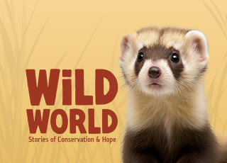 Wild World exhibit title next to a picture of a ferret.