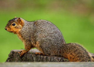 Fox Squirrel sitting on a branch