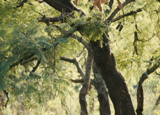 Dr. Jane Goodall climbing in a tree Gombe National Park 